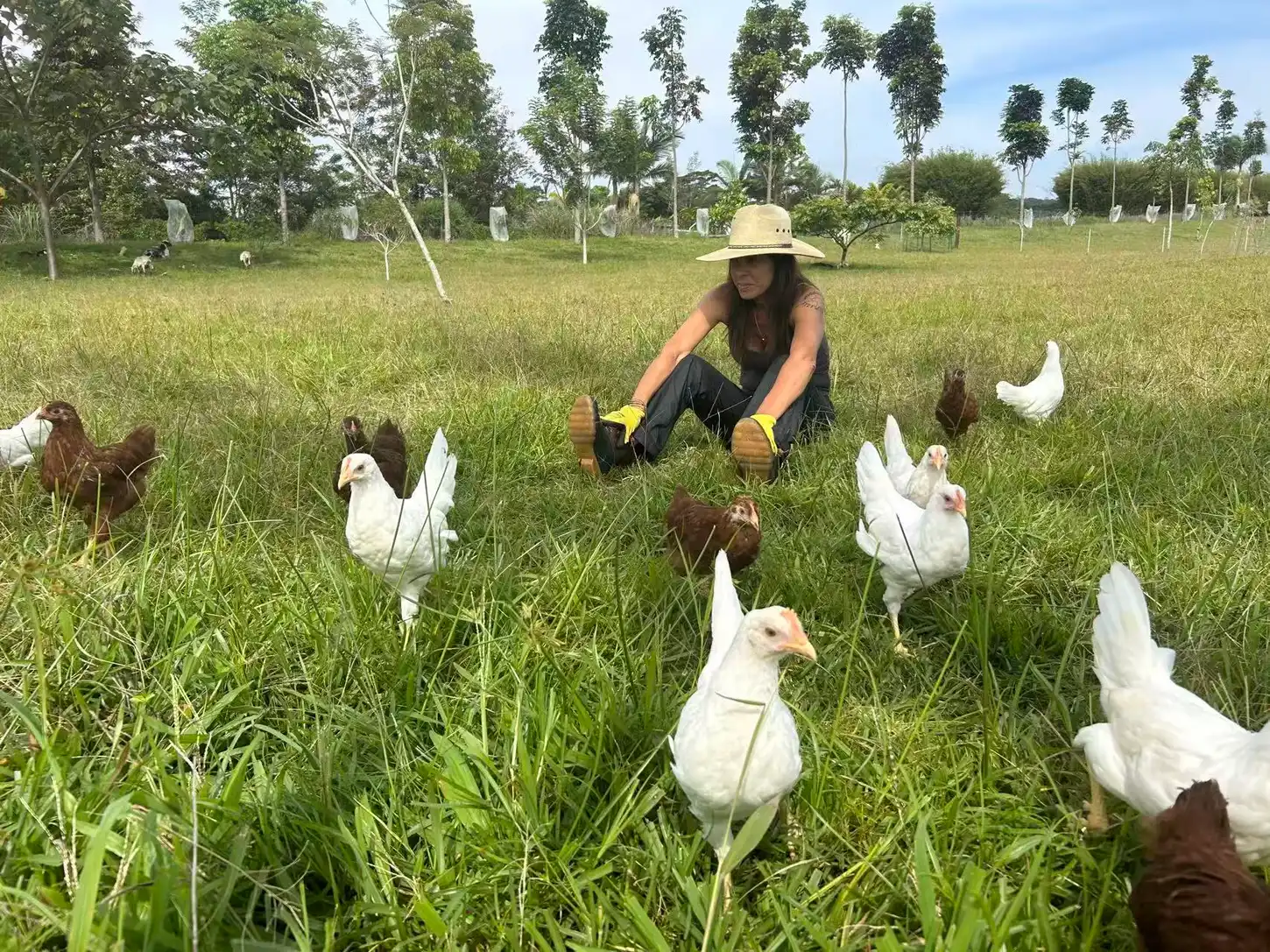Free-range chickens at the ranch
