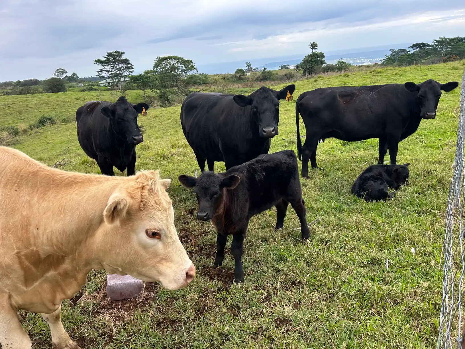 Cows and calves grazing at Eco Village ranch