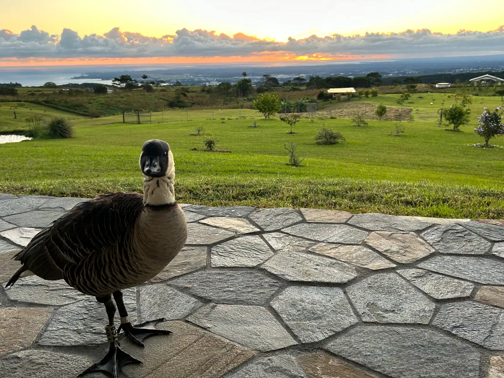 Panchito at sunset, looking at the camera
