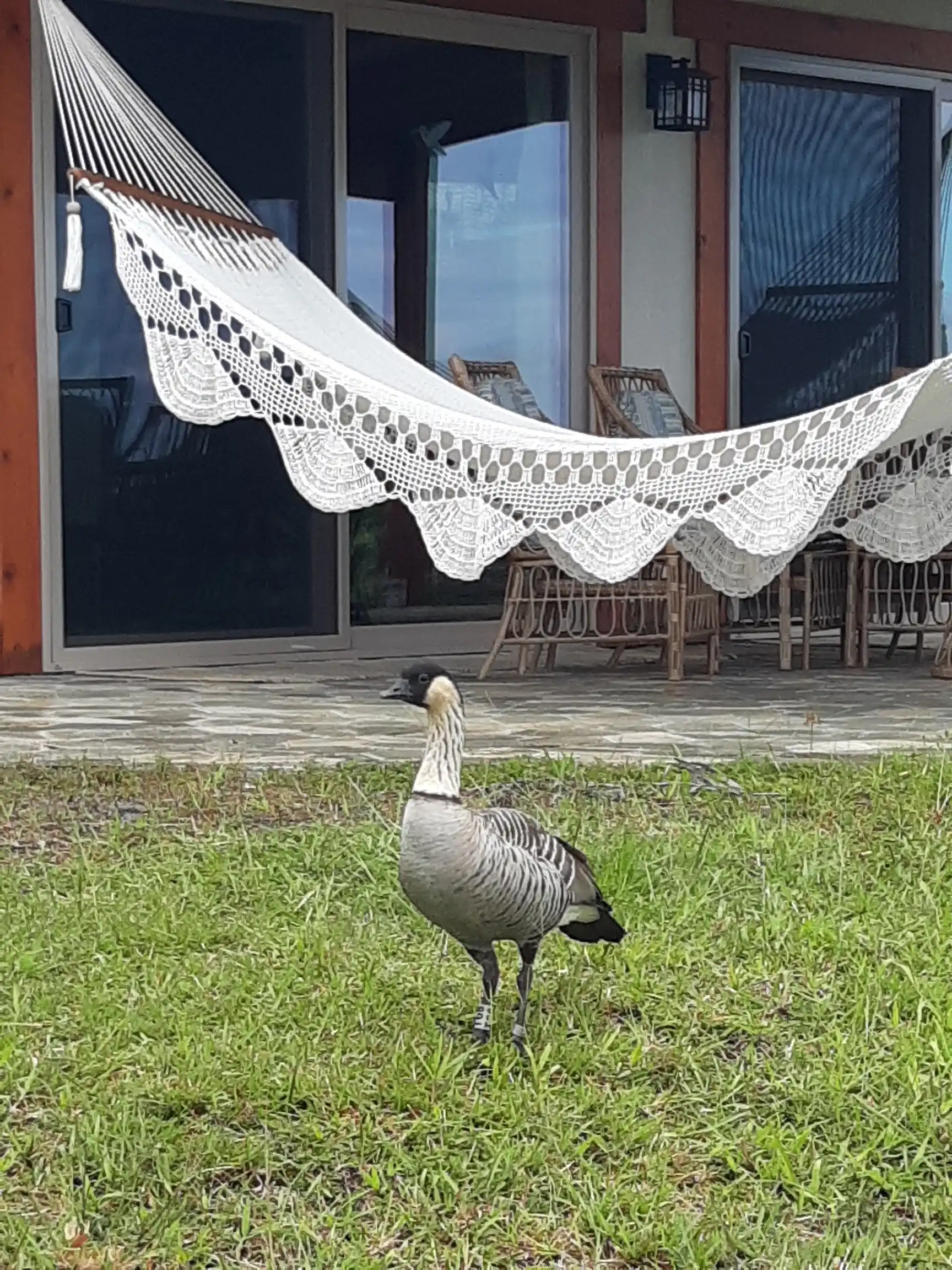 Panchito, a wild Nēnē goose, swimming in his pond at Eco Village