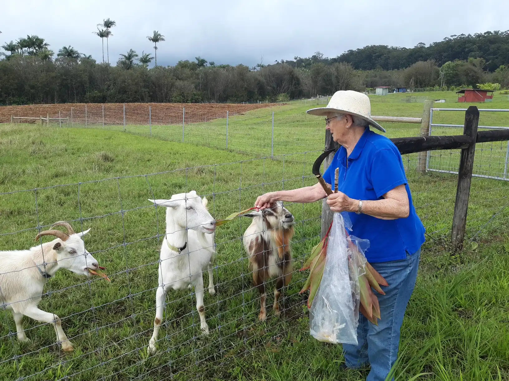 Sheep and lambs on the ranch