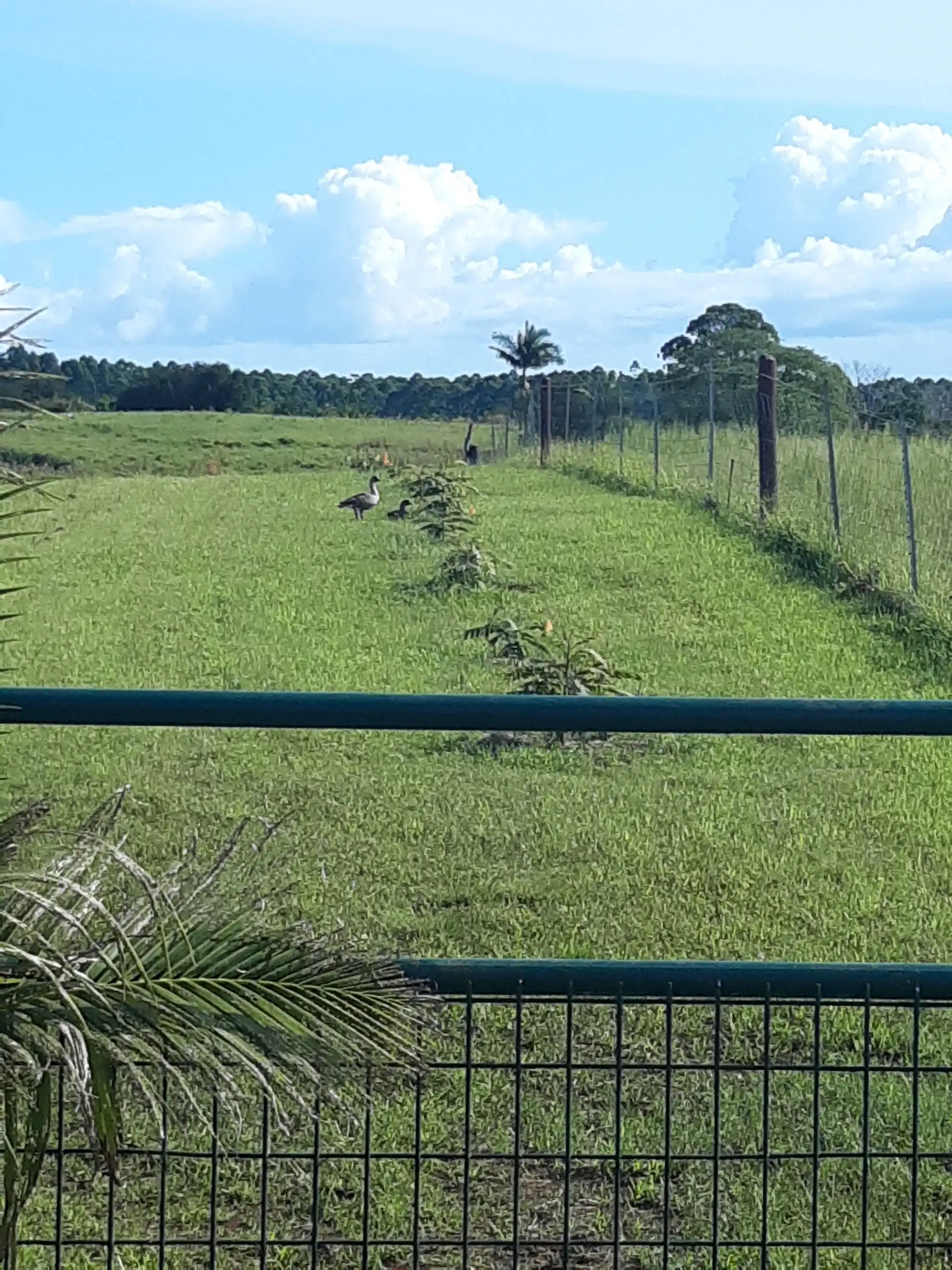 Nēnē walking along a freshly planted row of young trees beside the fence line