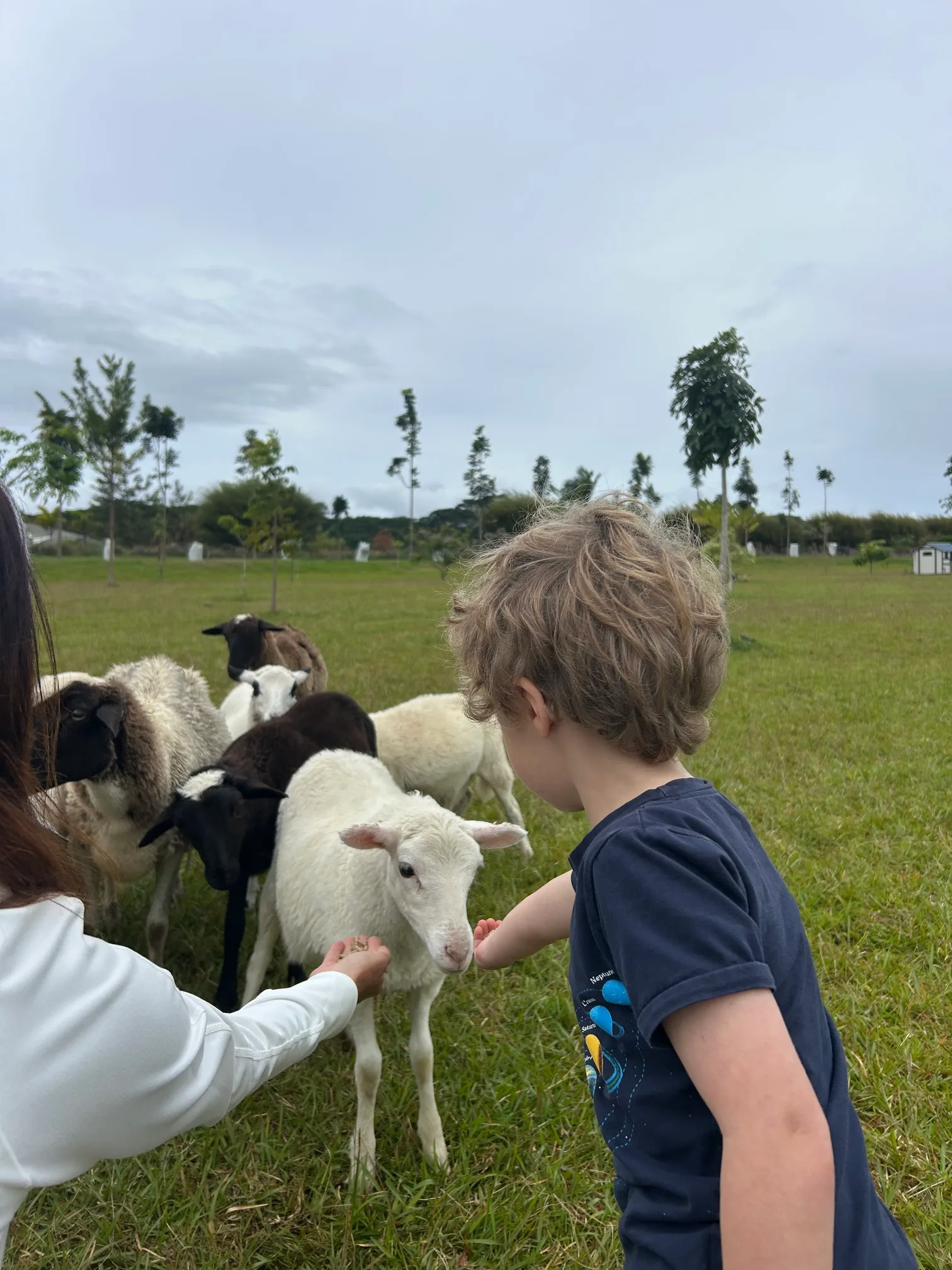 A young guest feeding sheep on the ranch