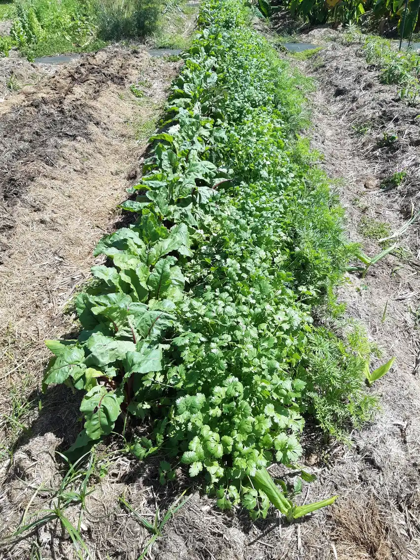 Vegetables planted in the earth