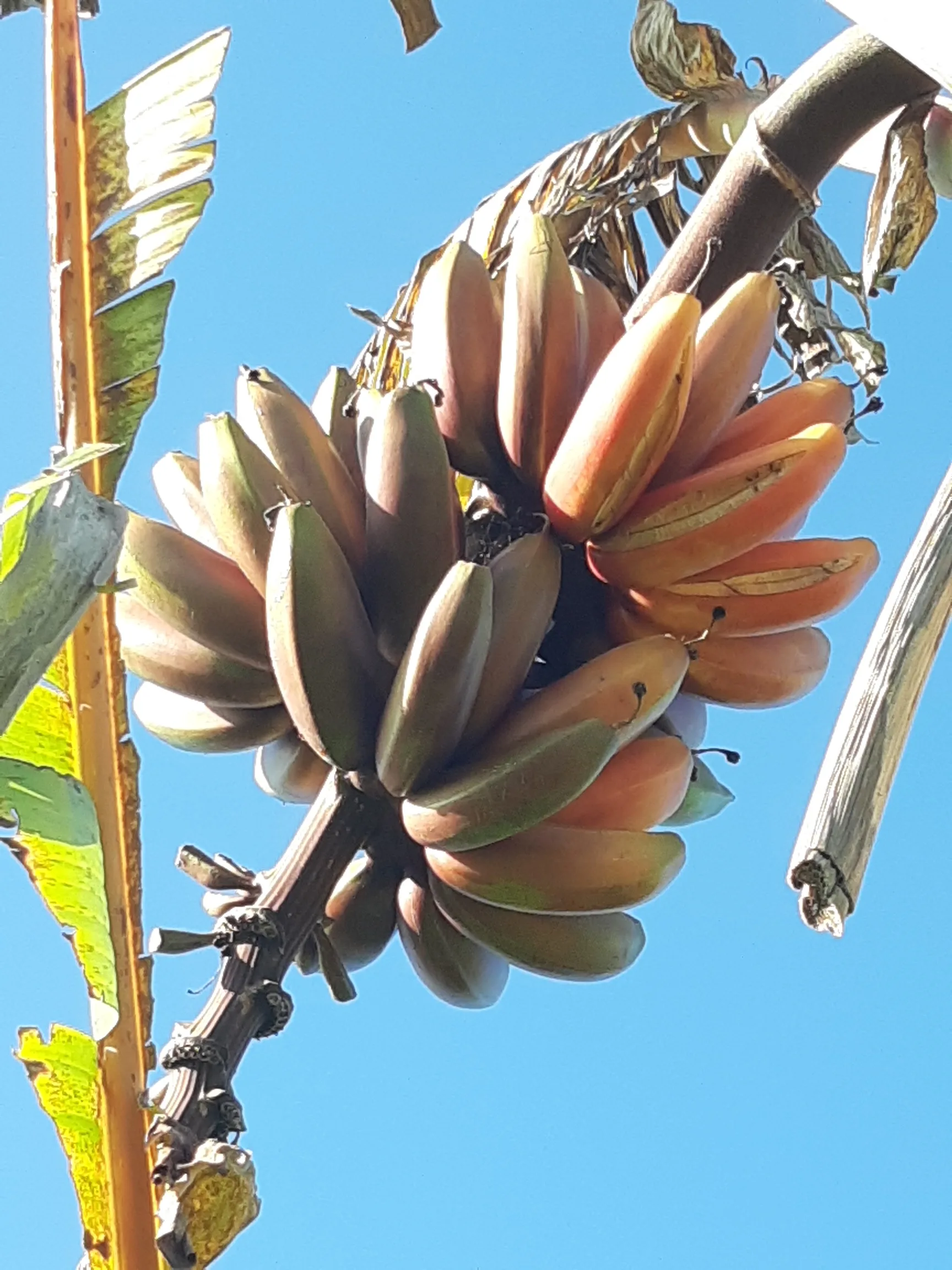 Banana tree on the ranch