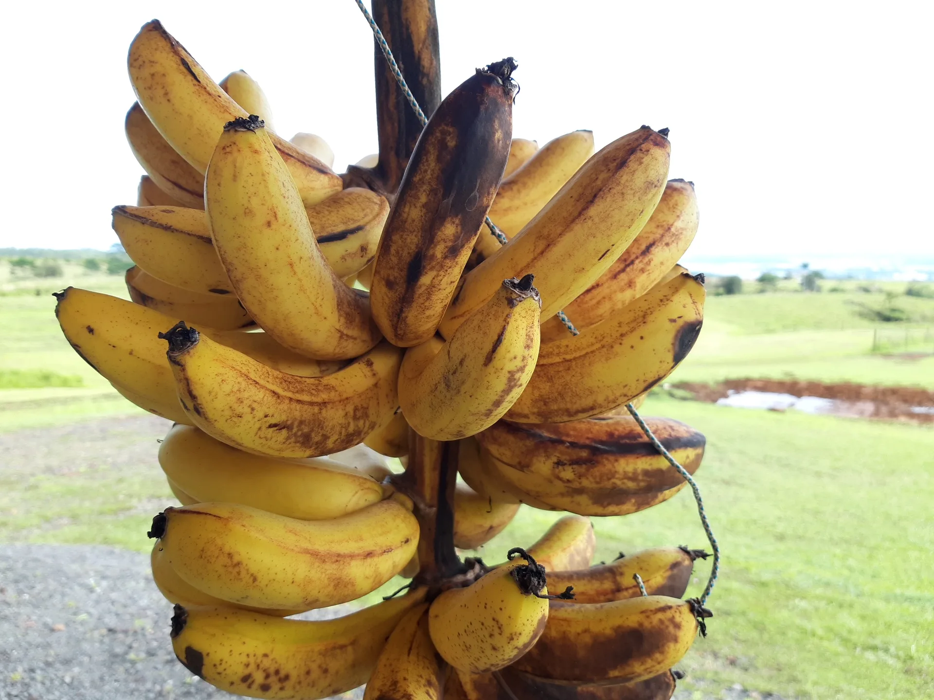 Banana grove at Eco Village