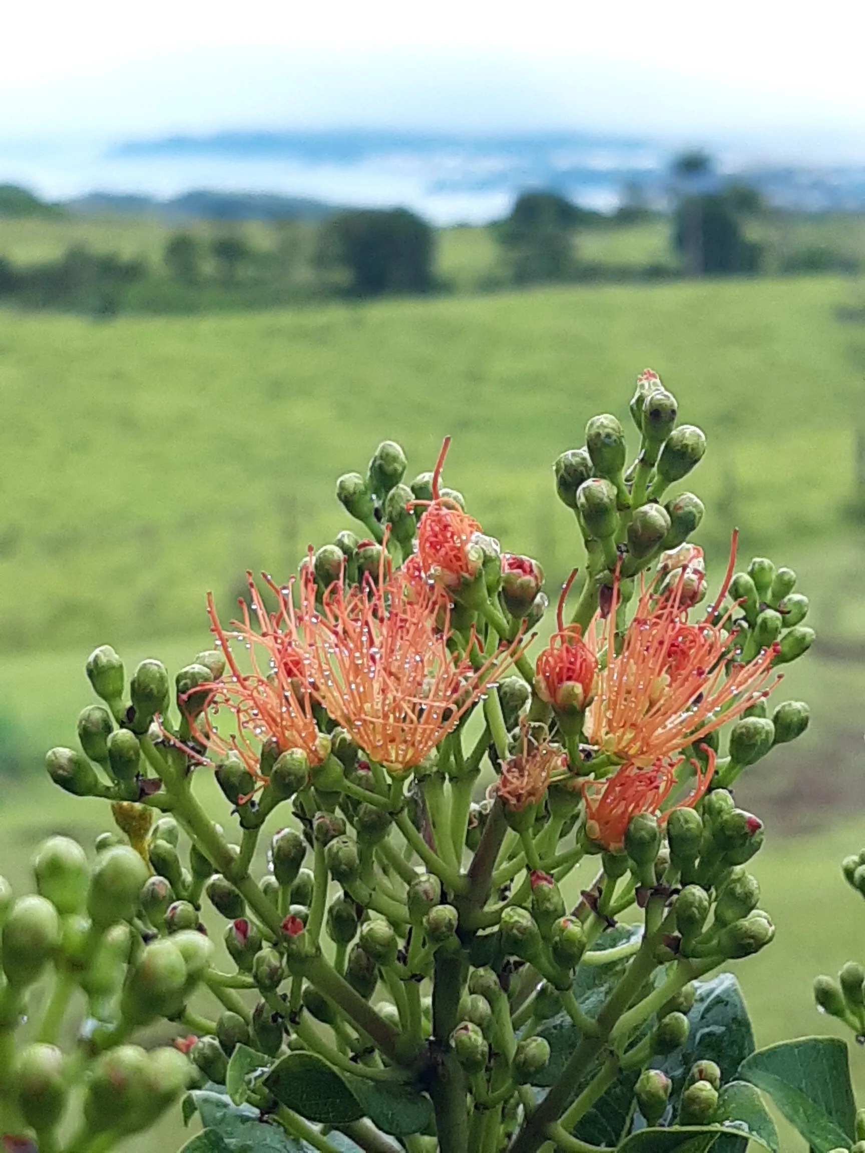 Tropical flowers blooming