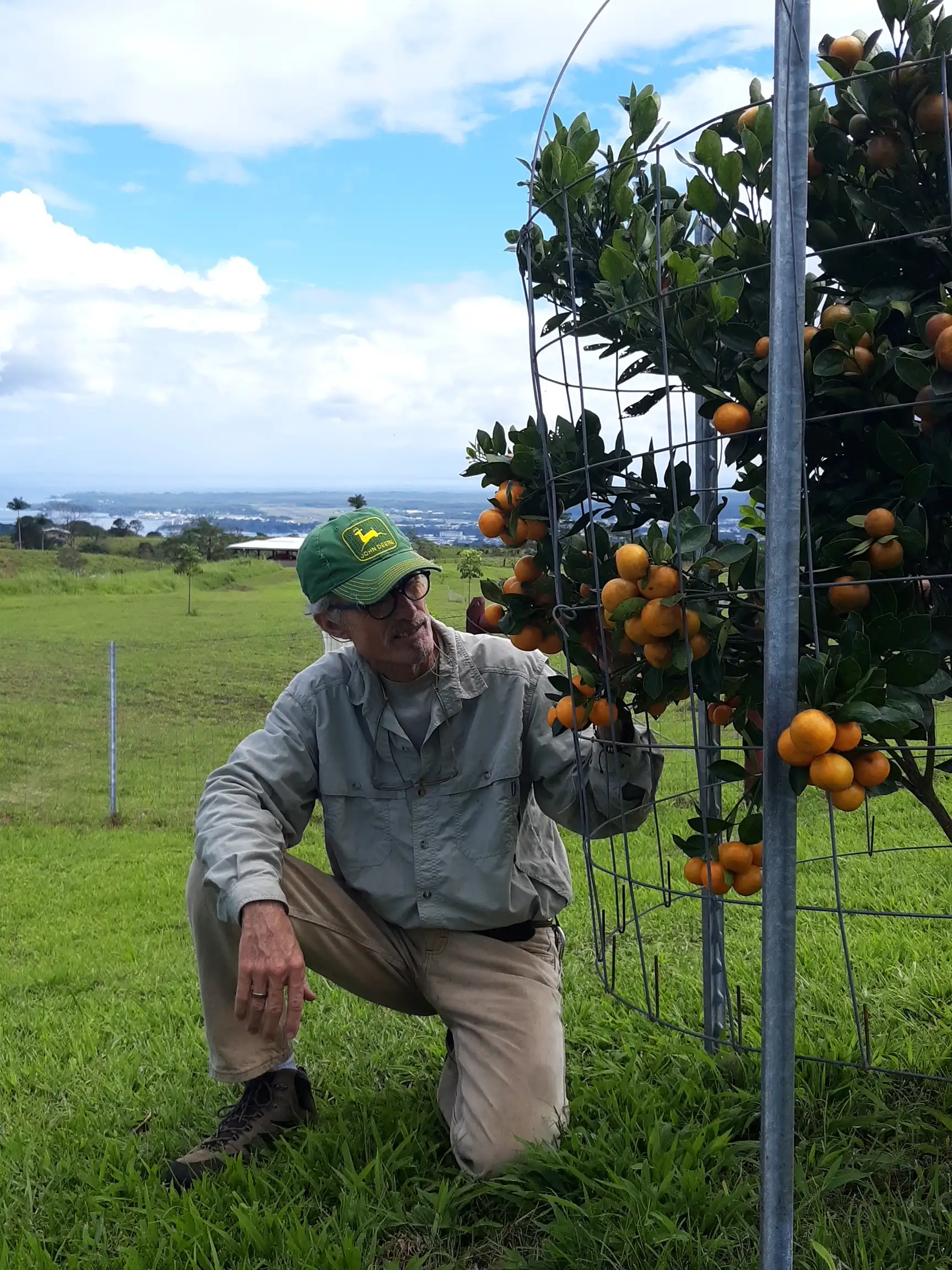Mau with an orange tree
