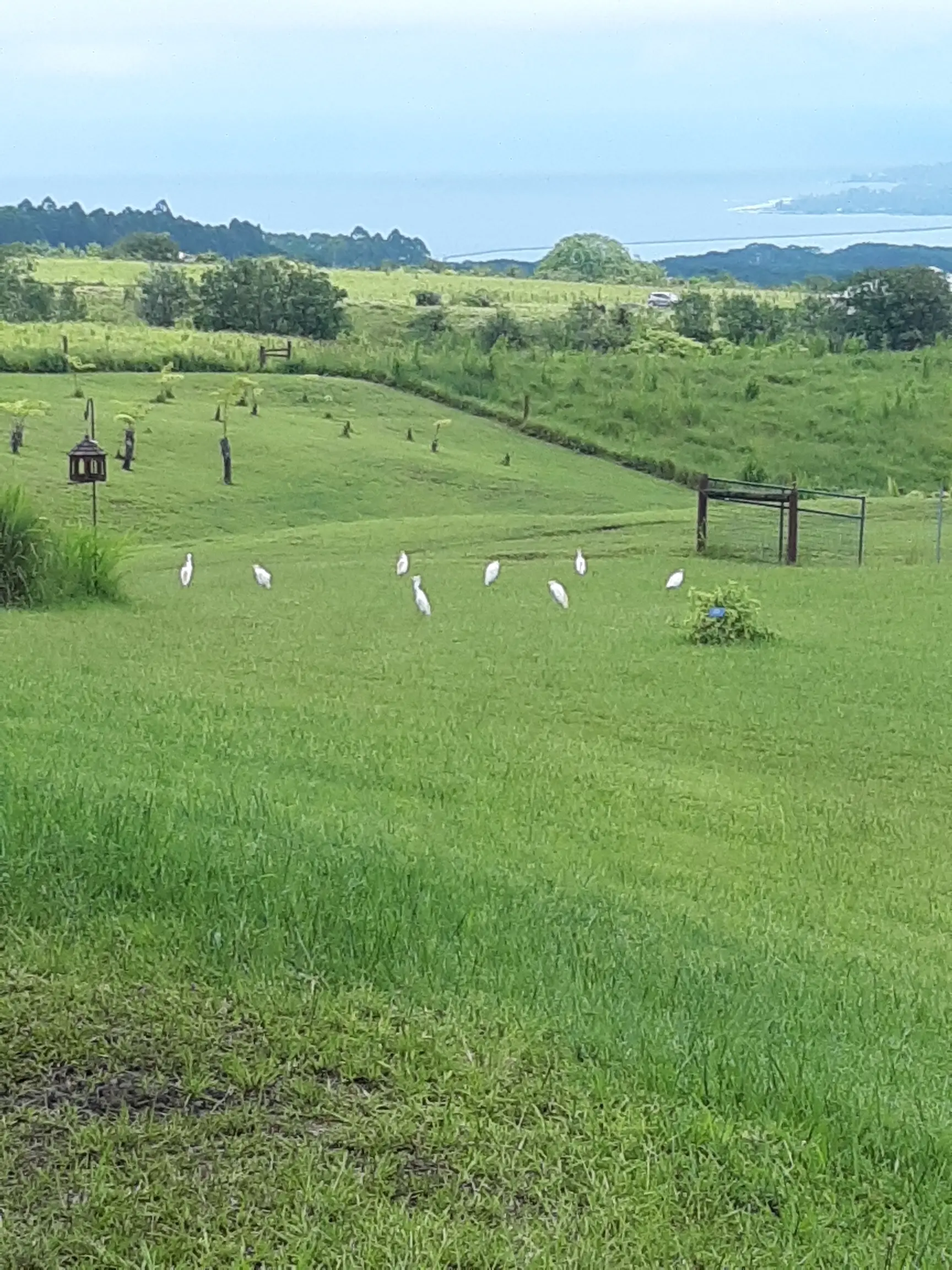 Wild birds returning to the restored land